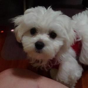 Meet your Posher, Susann